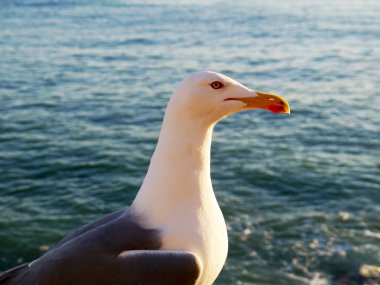 Cdiz, Endülüs Bay martı. İspanya. Europe