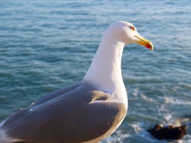 Cdiz, Endülüs Bay martı. İspanya. Europe