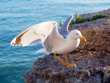 Cdiz, Endülüs Bay martı. İspanya. Europe