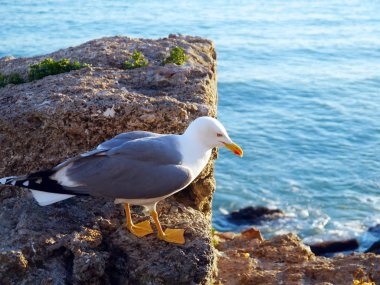 Cdiz, Endülüs Bay martı. İspanya. Europe