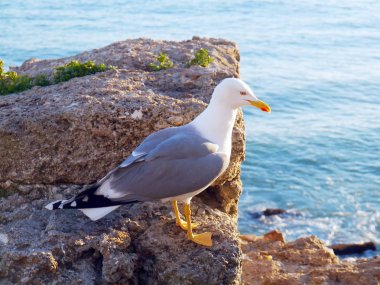 Cdiz, Endülüs Bay martı. İspanya. Europe