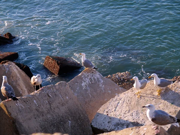 Mewa Zatoce Cdiz Andaluzja Hiszpania Europy — Zdjęcie stockowe