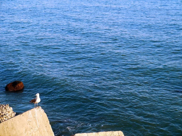 Gaviota Bahía Cdiz Andalusia España Europa — Foto de Stock