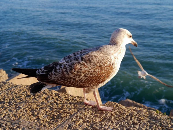 Mouette Dans Baie Cdiz Andalousie Espagne Europe — Photo