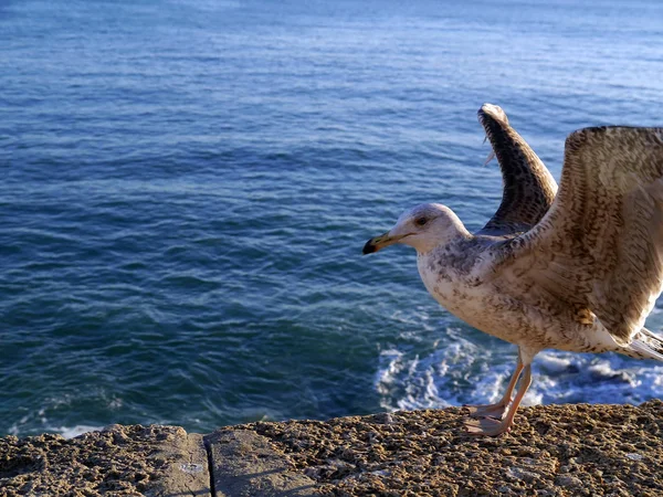 Seagull Bay Cdiz Andalusia Spain Europe — Stock Photo, Image