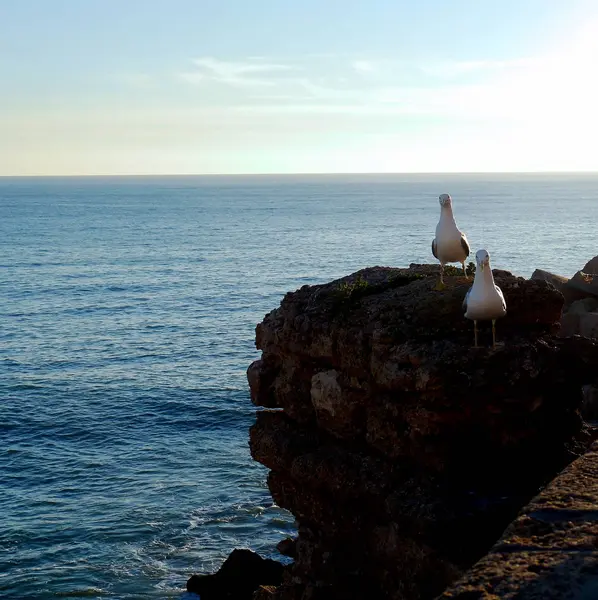 Seagull Bay Cdiz Andalusia Spain Europe — Stock Photo, Image