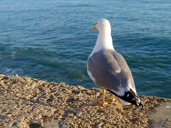 Möwe Der Bucht Von Cdiz Andalusien Spanien Europa — Stockfoto