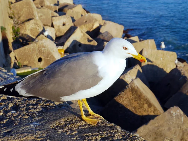 Mouette Dans Baie Cdiz Andalousie Espagne Europe — Photo