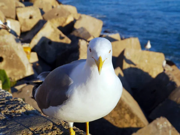 Möwe Der Bucht Von Cdiz Andalusien Spanien Europa — Stockfoto