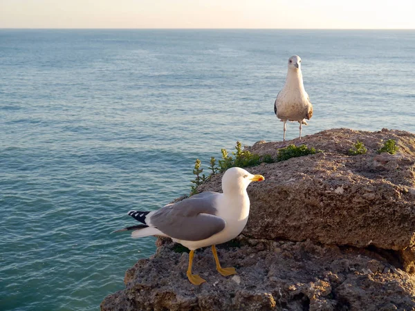 Möwe Der Bucht Von Cdiz Andalusien Spanien Europa — Stockfoto