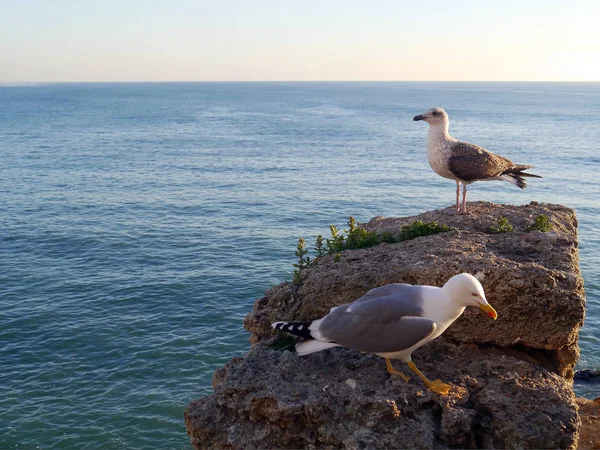 Cdiz Endülüs Bay Martı Spanya Europe — Stok fotoğraf