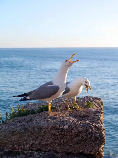 Gaivota Baía Cdiz Andaluzia Espanha Europa — Fotografia de Stock