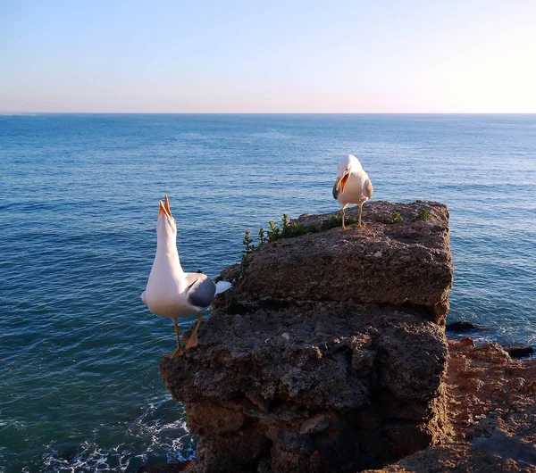 Seagull Bay Cdiz Andalusia Spain Europe — Stock Photo, Image