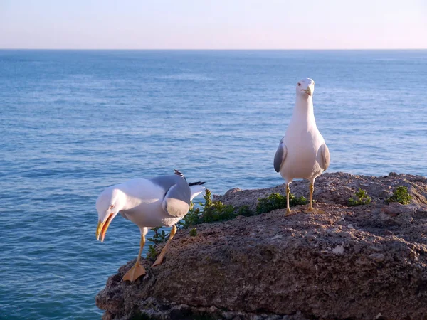 Seagull Bay Cdiz Andalusia Spain Europe — Stock Photo, Image