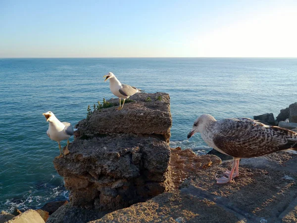 Seagull Bay Cdiz Andalusia Spain Europe — Stock Photo, Image