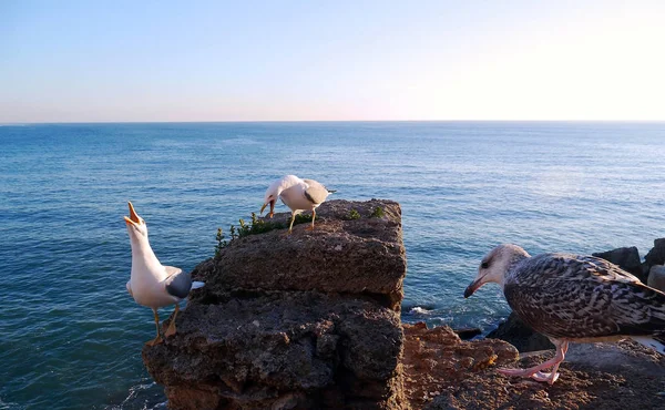 Seagull Bay Cdiz Andalusia Spain Europe — Stock Photo, Image