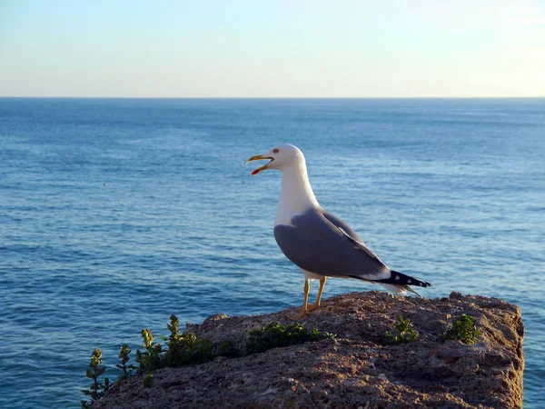 Möwe Der Bucht Von Cdiz Andalusien Spanien Europa — Stockfoto