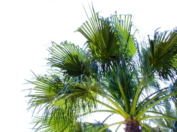 Palmiye Ağacı Dalları Yaprakları Bay Cadiz Andalusia Nun Başşehri Ile — Stok fotoğraf