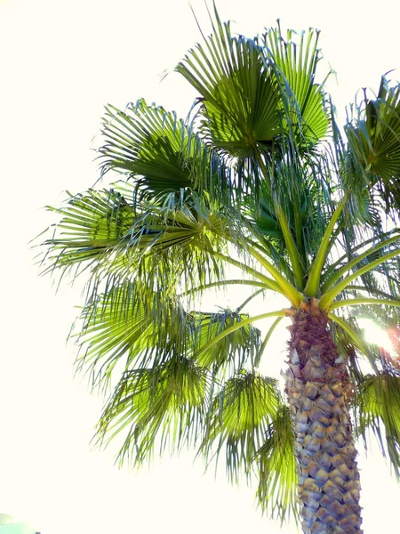 Palmträd Med Grenar Och Blad Fjärden Huvudstaden Cádiz Andalusien Spanien — Stockfoto