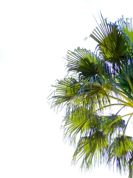 Palmera Con Ramas Hojas Bahía Capital Cádiz Andalucía España Europa — Foto de Stock