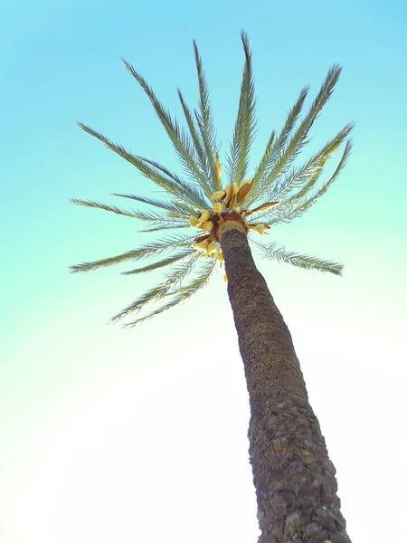 Пальмова Дерево Гілки Листя Затоці Столиці Кадіс Андалусия Іспанія Європа — стокове фото