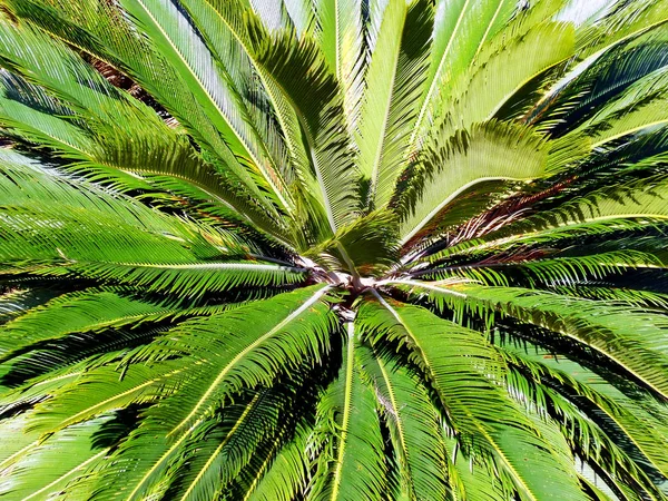 Palm tree with branches and leaves in the bay of the capital of Cadiz, Andalusia. Spain. Europe.