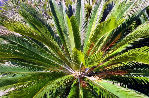 Palmboom Met Takken Bladeren Baai Van Hoofdstad Van Cadiz Andalusië — Stockfoto