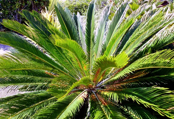 Palm tree with branches and leaves in the bay of the capital of Cadiz, Andalusia. Spain. Europe.