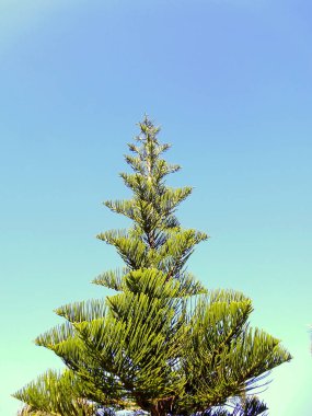 Endülüs 'ün başkenti Cadiz' de dalları ve yaprakları olan çam ağacı. İspanya. Avrupa.