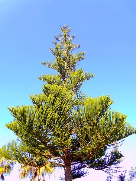 Pohon Pinus Dengan Cabang Dan Daun Teluk Ibukota Cadiz Andalusia — Stok Foto