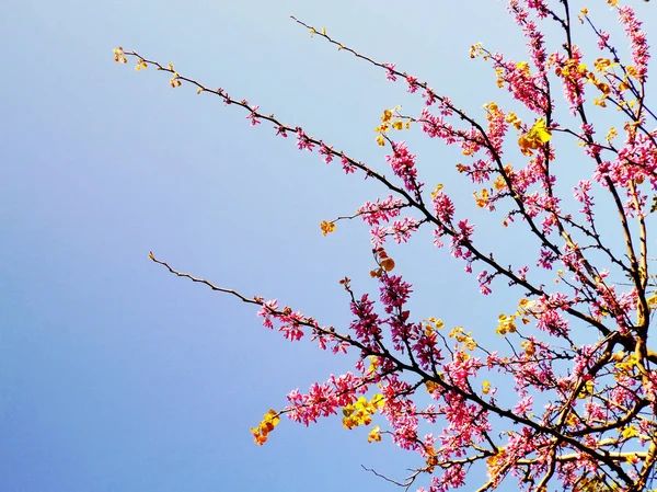 Tree Branches Colorful Flowers Spring Park Garden — Stock Photo, Image