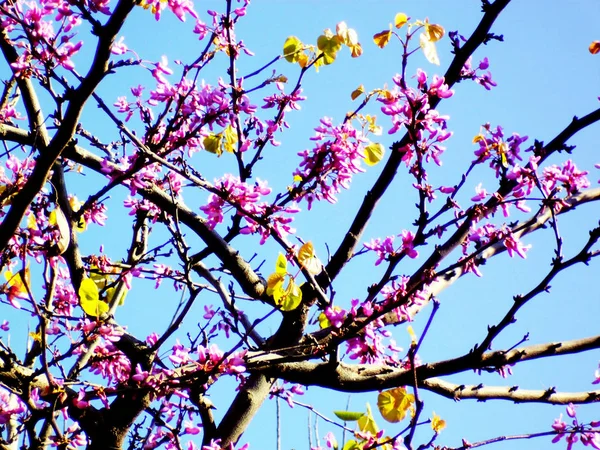 春には公園の庭に色とりどりの花を咲かせる木の枝 — ストック写真