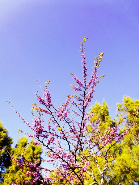 Rami Alberi Con Fiori Colorati Primavera Nel Giardino Del Parco — Foto Stock