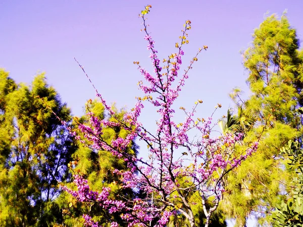 Faágak Színes Virágokkal Tavasszal Parkban — Stock Fotó