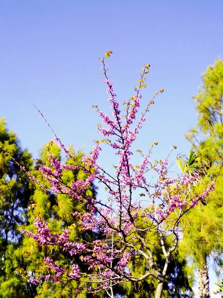 公园花园里的树枝开着五彩缤纷的花 — 图库照片