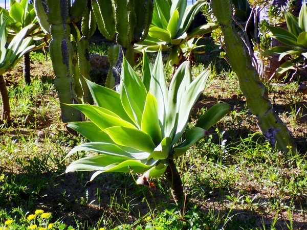 Baharda parkın bahçesinde kaktüs dalları.