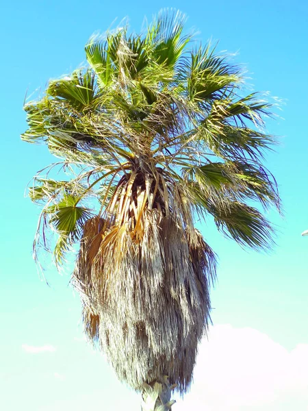 Palmera Con Ramas Hojas Bahía Capital Cádiz Andalucía España Europa — Foto de Stock