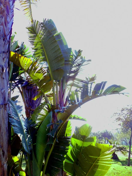 Банановое Дерево Саду Парка Столице Кадиса Андалусии Испания — стоковое фото