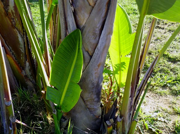 Банановое Дерево Саду Парка Столице Кадиса Андалусии Испания — стоковое фото