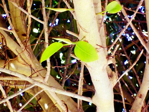 Tronco Albero Ficus Nel Parco Alameda Nella Capitale Cadice Andalusia — Foto Stock