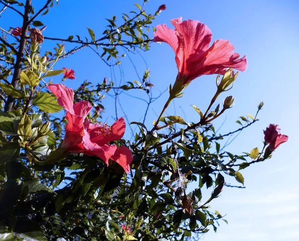 Hibiszkusz Vagy Hibiszkó Nevű Rózsaszín Virágos Növény — Stock Fotó