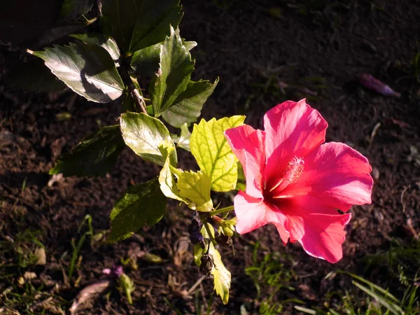 Plant Pink Flower Called Hibiscus Hibisco — 스톡 사진