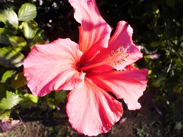 Растение Розовым Цветком Называется Гибискус Гибиско — стоковое фото