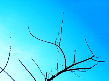 Sonbaharda park bahçesinde ağaç dalları.