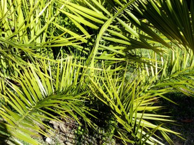 Palmiye ağacı dalları ve yaprakları Bay Cadiz, Andalusia'nun başşehri ile. İspanya. Europe.