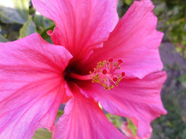 Planta Con Flor Rosa Llamada Hibisco Hibisco — Foto de Stock