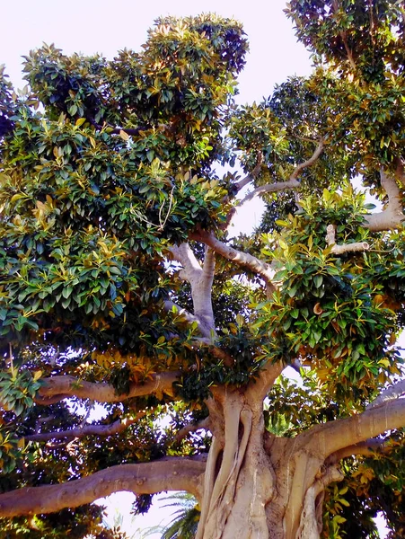 Ficus Tronc Arbre Dans Parc Alameda Dans Capitale Cadix Andalousie — Photo