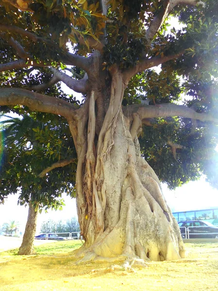 Ficus Tronc Arbre Dans Parc Alameda Dans Capitale Cadix Andalousie — Photo