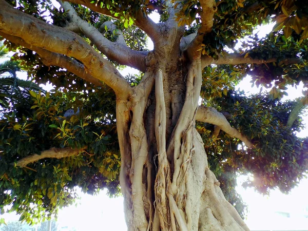 Tronco Árbol Ficus Parque Alameda Capital Cádiz Andalucía España Europa —  Fotos de Stock