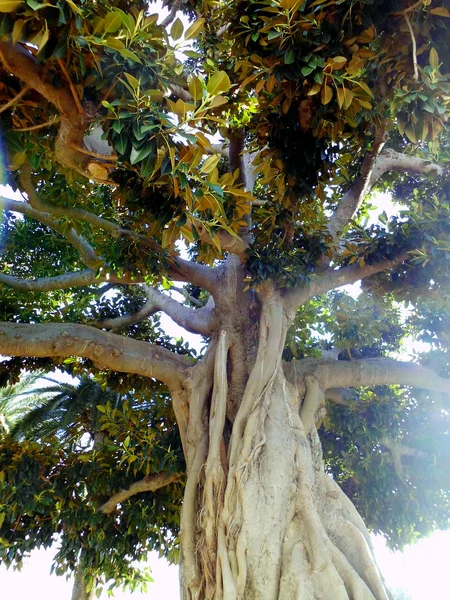 Tronco Árbol Ficus Parque Alameda Capital Cádiz Andalucía España Europa —  Fotos de Stock